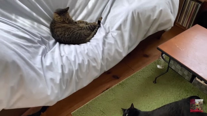 寝そべる黒猫を眺めるキジトラ