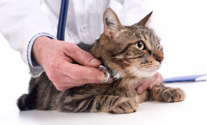 獣医に診察される猫