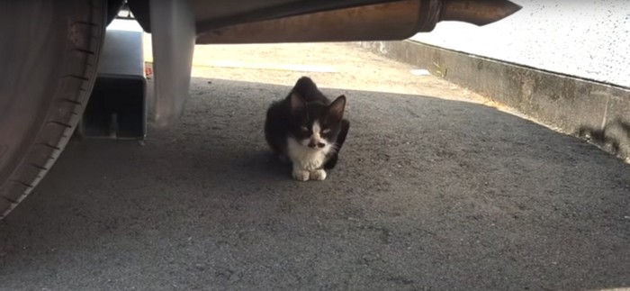 車の下からこちらを見る猫