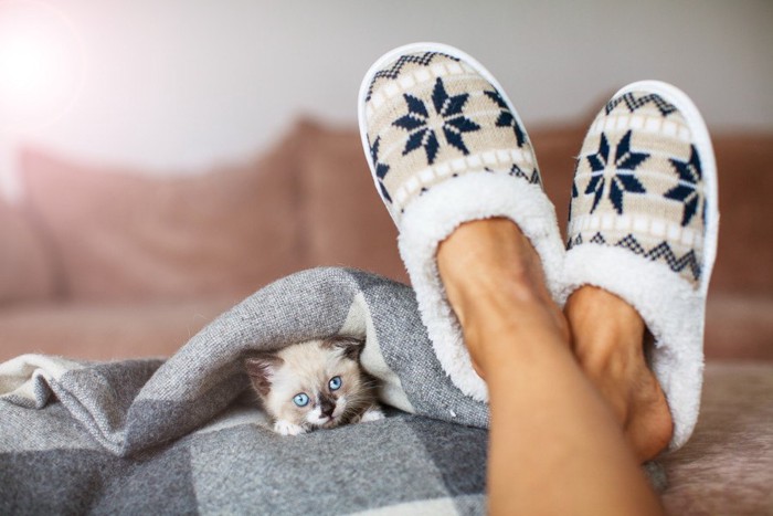 足元で毛布にくるまる猫