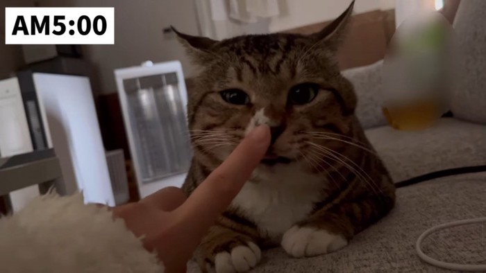 鼻を触られる猫