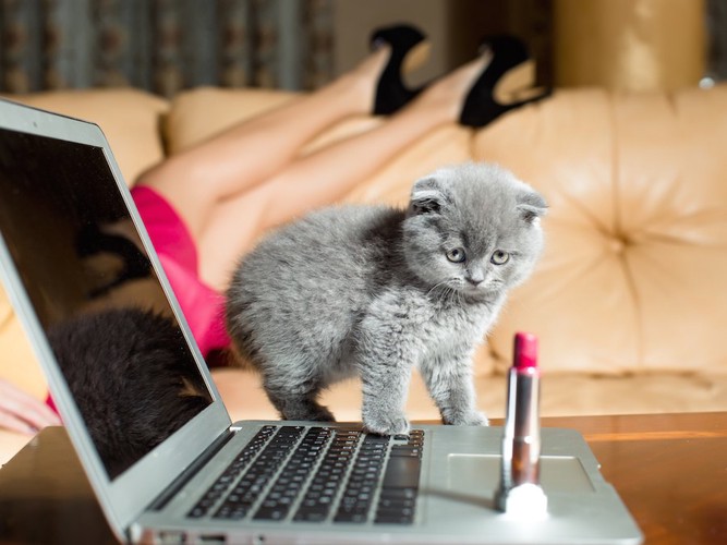 パソコンの上に置かれたPAUL ＆ JOEのリップを見つめる子猫
