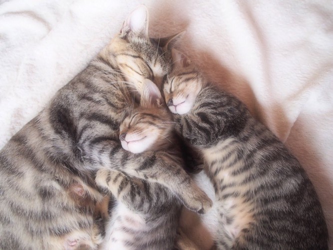 抱き合って眠る猫の家族