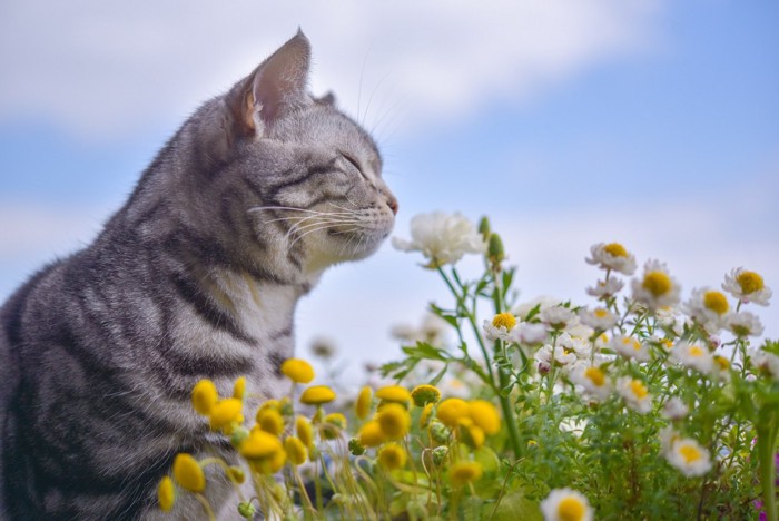 花の香を嗅ぐ猫