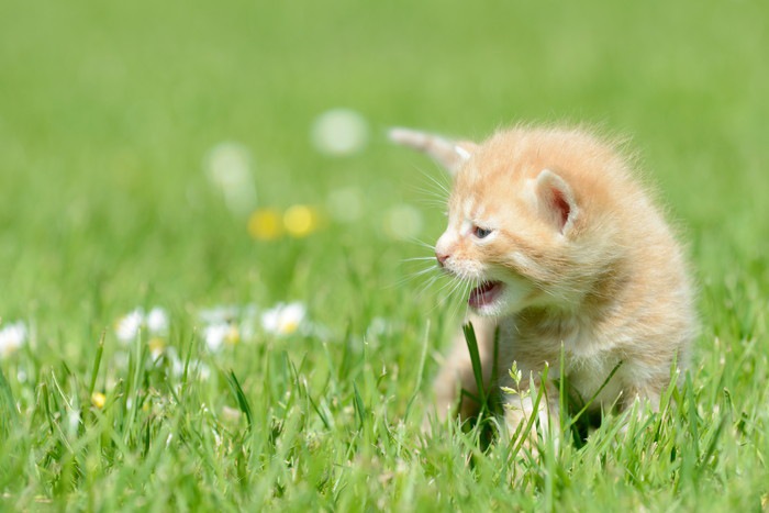 草原の子猫