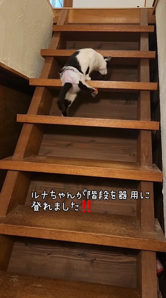 階段を上る猫5