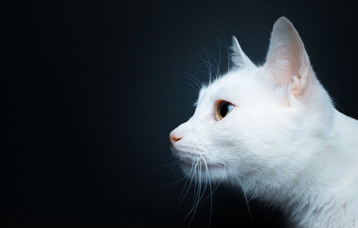 美しい横顔の白猫