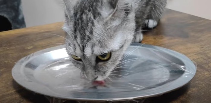 お皿の刺身を食べる猫2