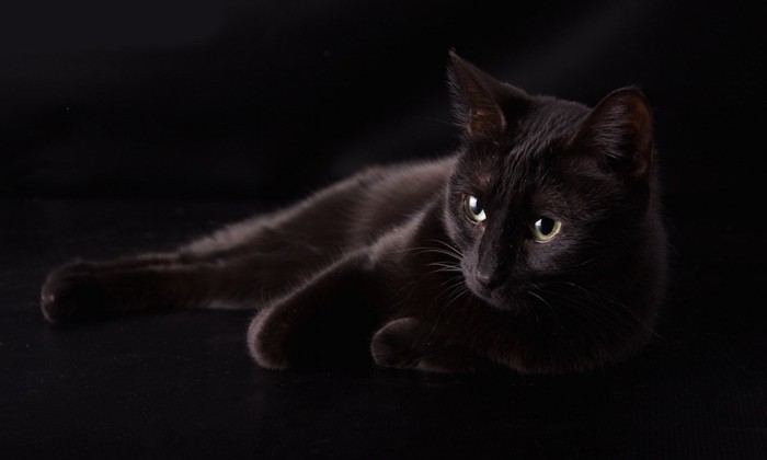 暗闇の中でくつろぐ黒猫