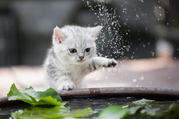 水と触れあう猫