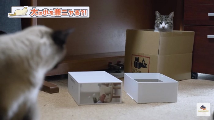 箱入りのキジシロを見るシャム猫