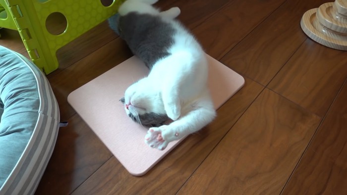 寝転がる猫