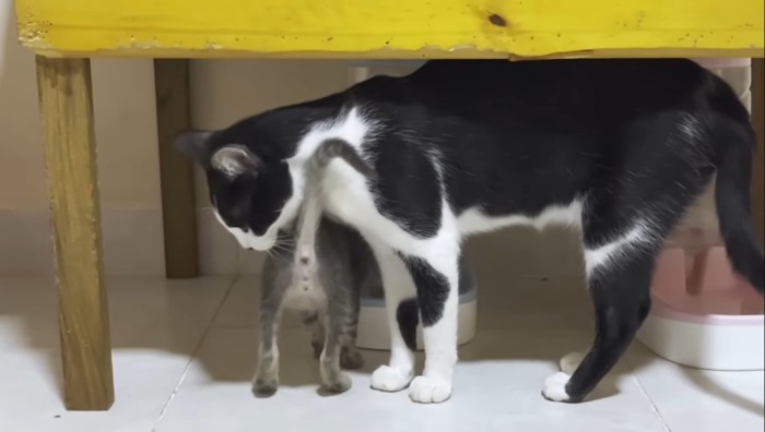 グルーミングする黒白猫と子猫の後ろ姿