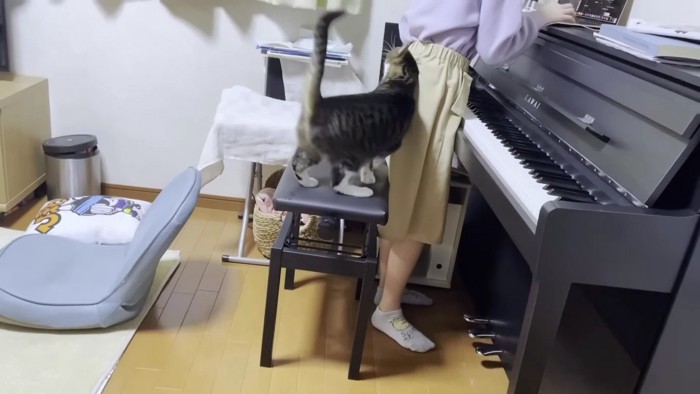 ピアノ椅子ですり寄る猫