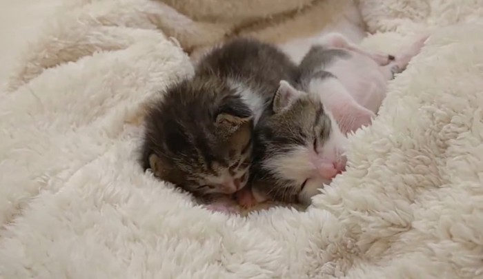気持ちよさそうに眠る2匹の子猫
