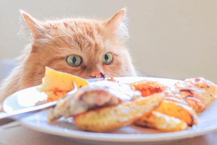 食べ物を凝視する猫