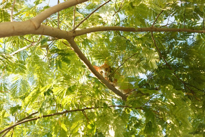 木の上で葉っぱに隠れる猫