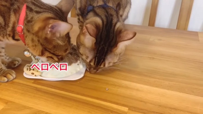 ケーキを食べる2匹の猫
