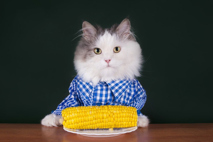 トウモロコシを前にした服着た猫