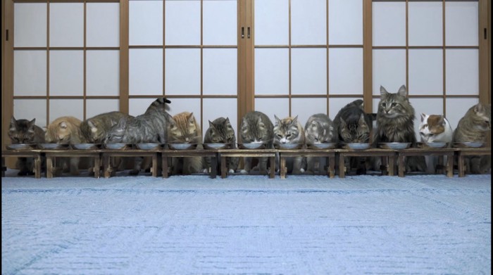13匹の猫が並んで食べる迫力の光景