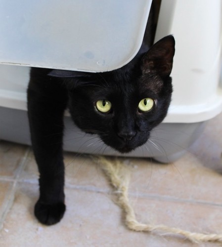 カバータイプのトイレのドアから出てくる黒猫