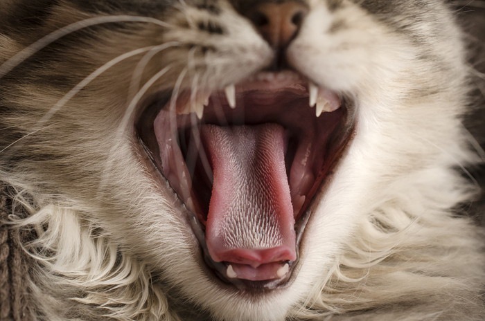 猫の口の写真