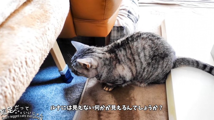 椅子の下を見る猫