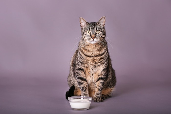 ミルクのお皿の前に座っている猫