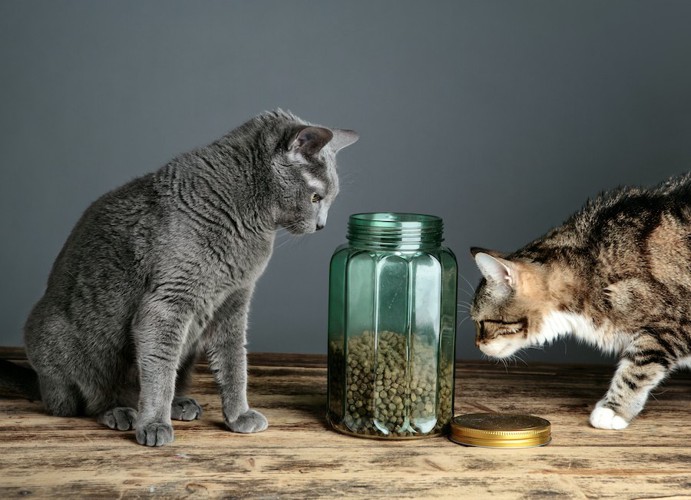 ドライフードが入ったガラスの密閉容器を見る2匹の猫