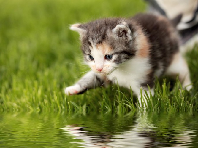 水に興味を示す猫
