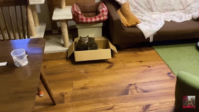 リビングの段ボール箱と猫
