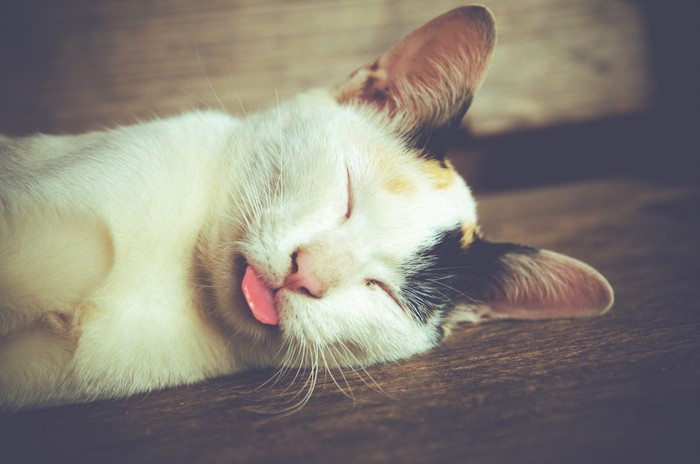 舌を出したまま眠る猫