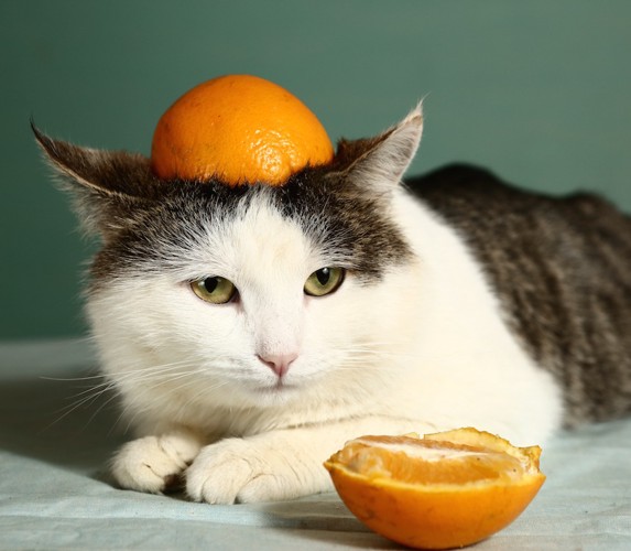 オレンジを頭に乗せた猫
