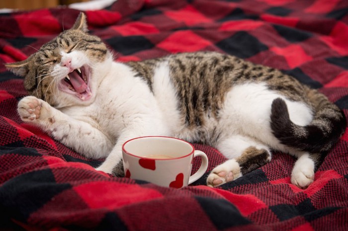 寝転がってあくびをする猫とカップ