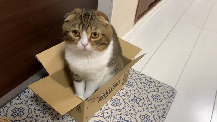 箱に入る猫の正面