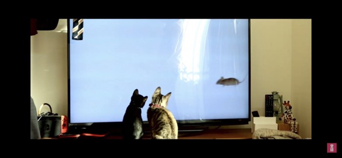 テレビを見つめる猫たち