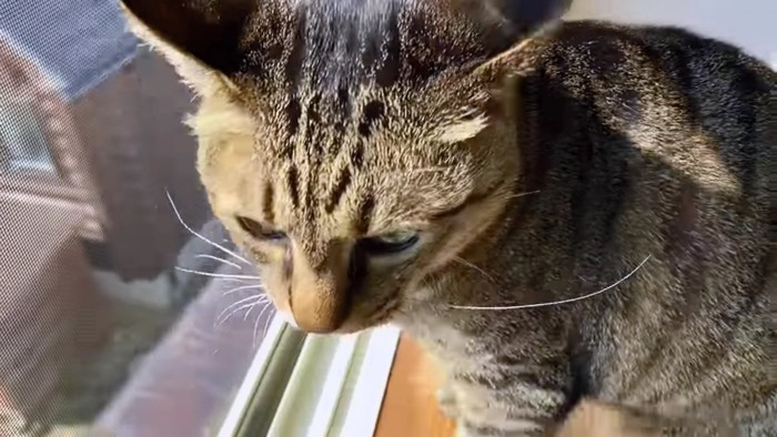 窓辺のキジトラ猫