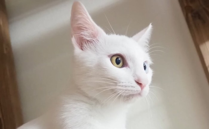 白猫の横顔