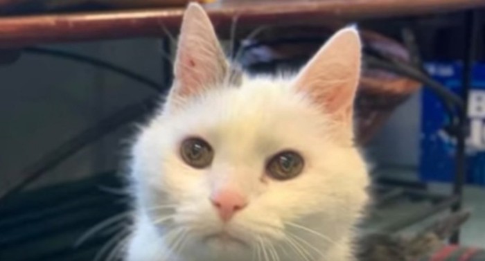 白い猫の顔アップ
