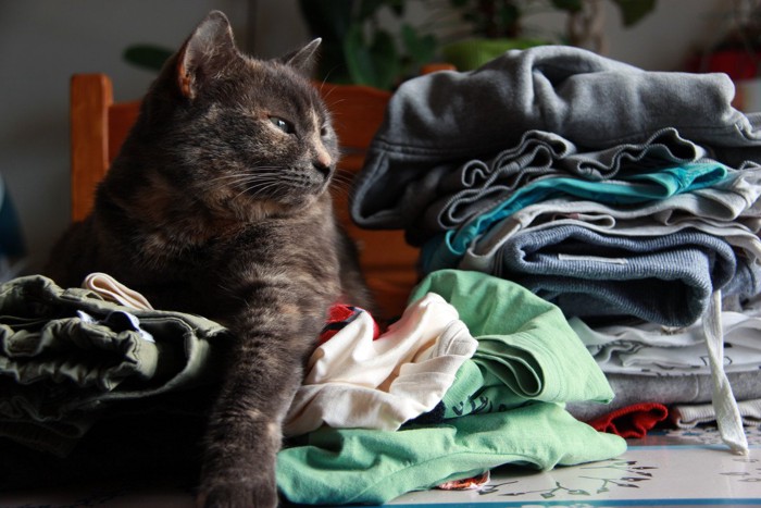 洗濯カゴに入る猫