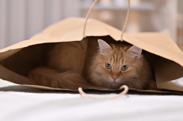 紙袋に入って遊ぶ猫