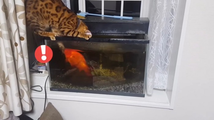 金魚を触る猫