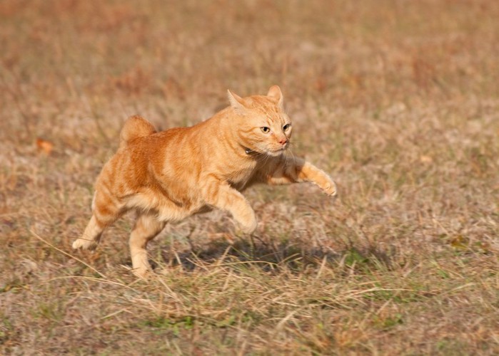 走る茶色猫