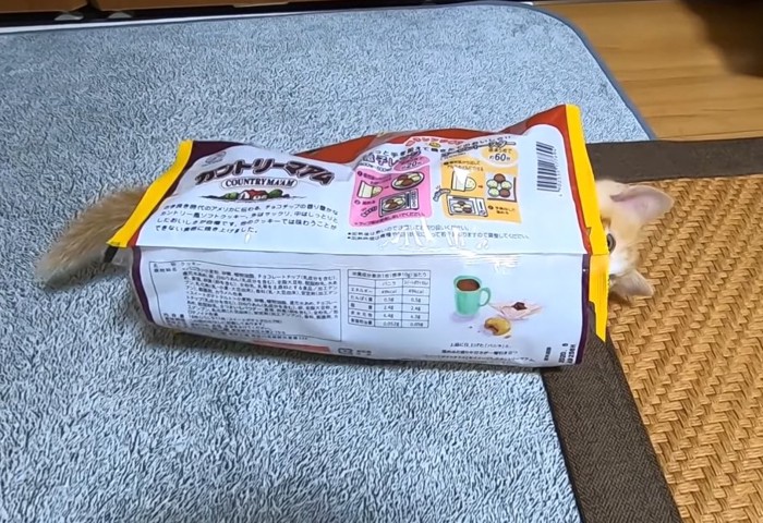 お菓子の袋から顔としっぽが出ている猫