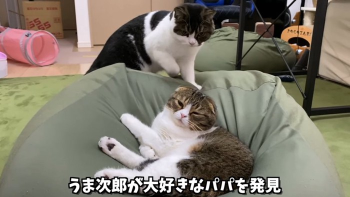 クッションの上で寝る猫と近づく猫