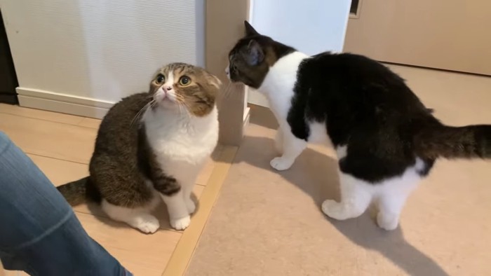 見上げる猫と後ろに立つ猫