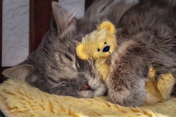 クマの人形を抱えて寝る猫