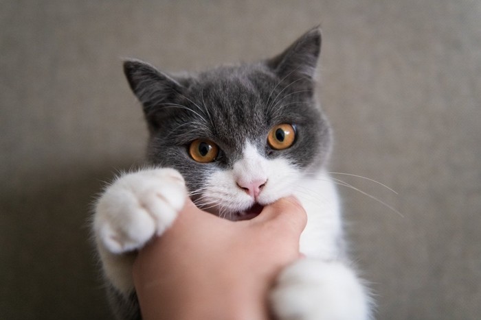 人の手にかみつく猫