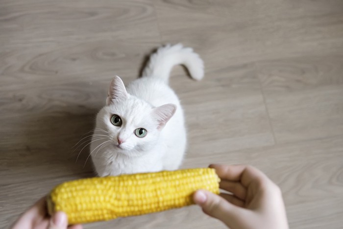 トウモロコシを見上げる猫