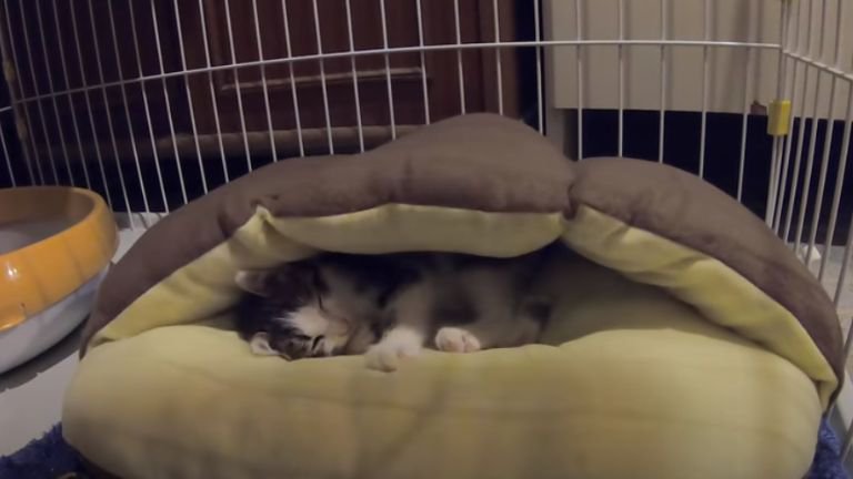 猫ベッドで眠る子猫